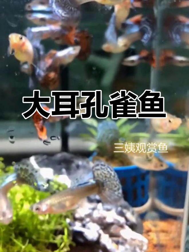 泰国大耳朵马赛克孔雀鱼介绍
