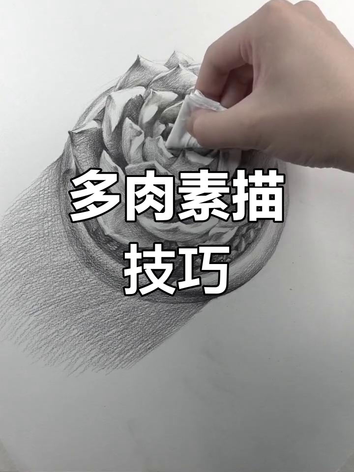 素描多肉,挑战细节与光影的完美呈现