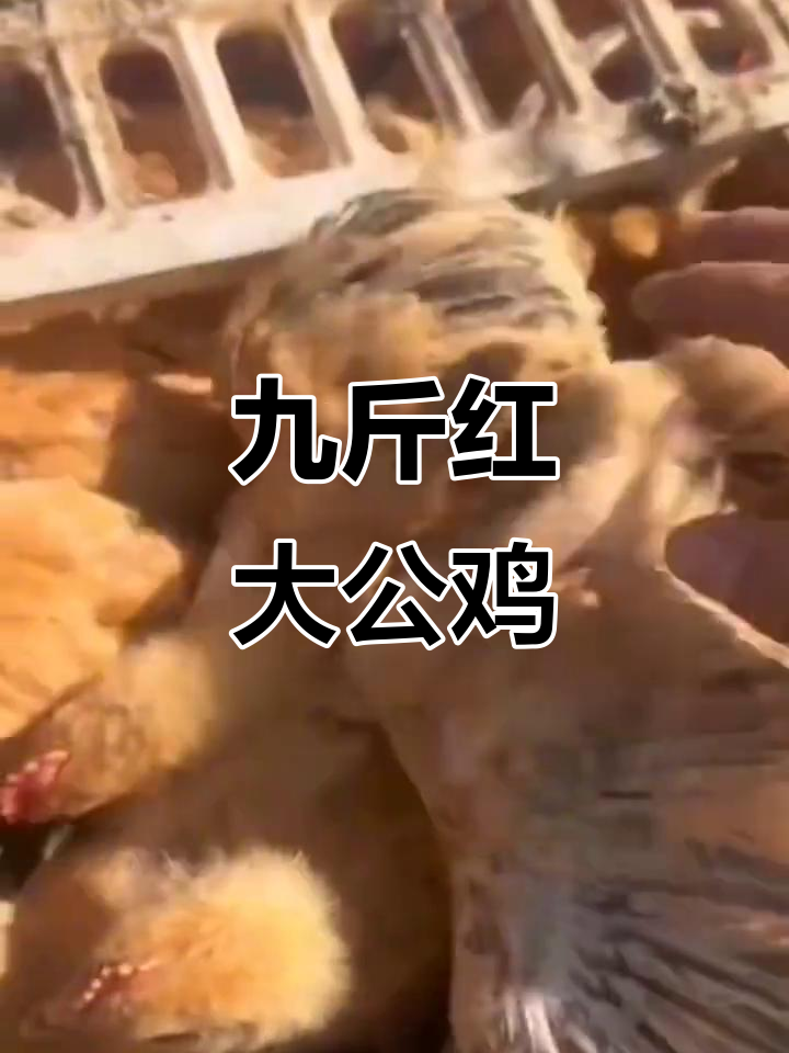 正宗九斤红大公鸡,包活防疫齐全,回家喂剩饭剩菜