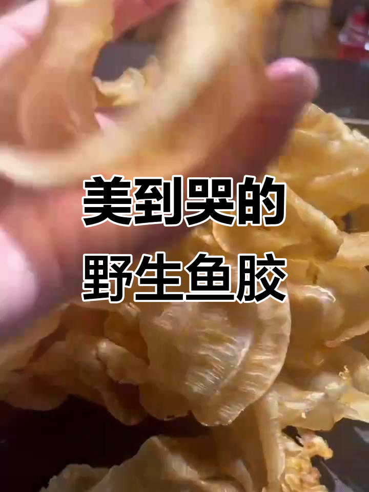 野土鳘公鱼胶,厚肉超美!