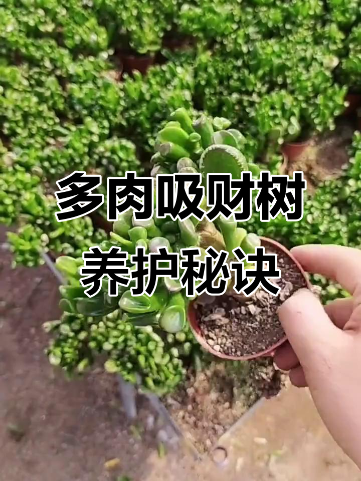 吸财树养殖技巧：轻松掌握多肉植物养护