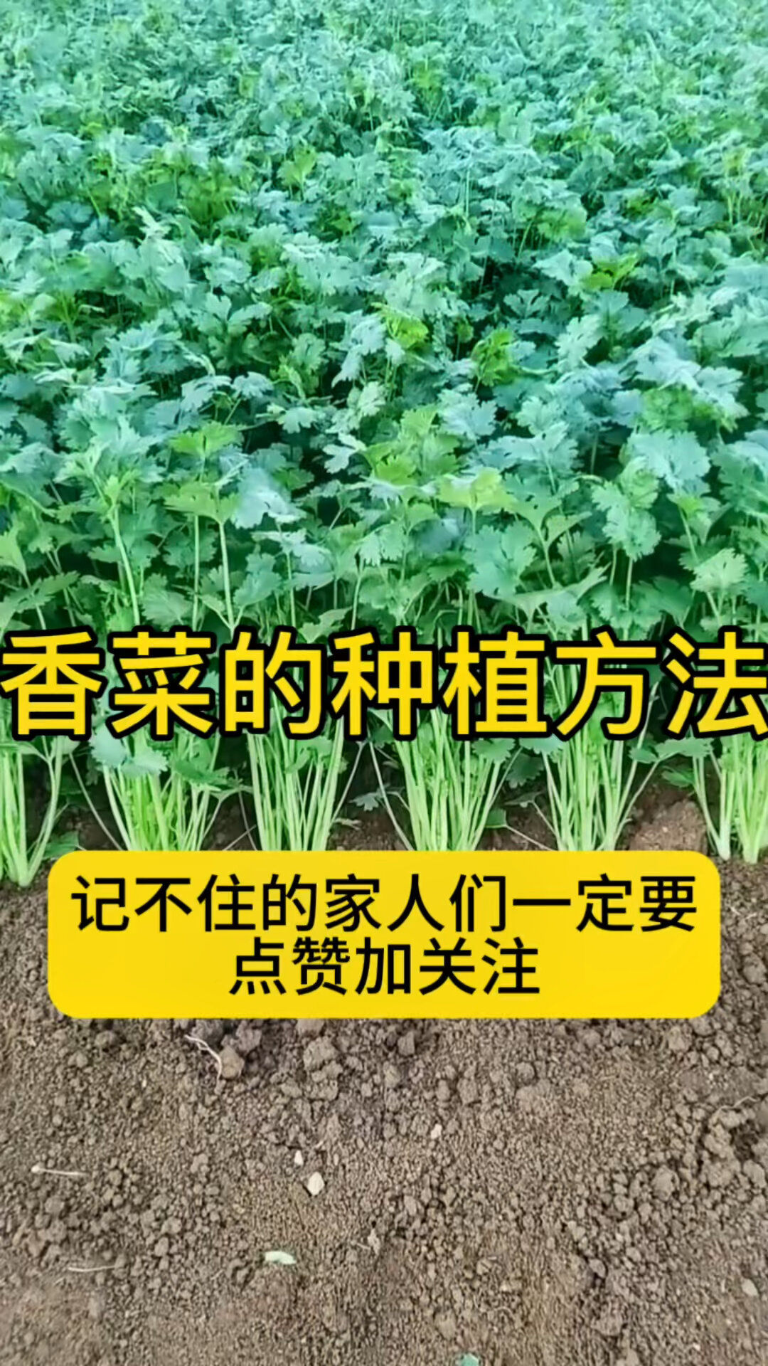 香菜种植方法