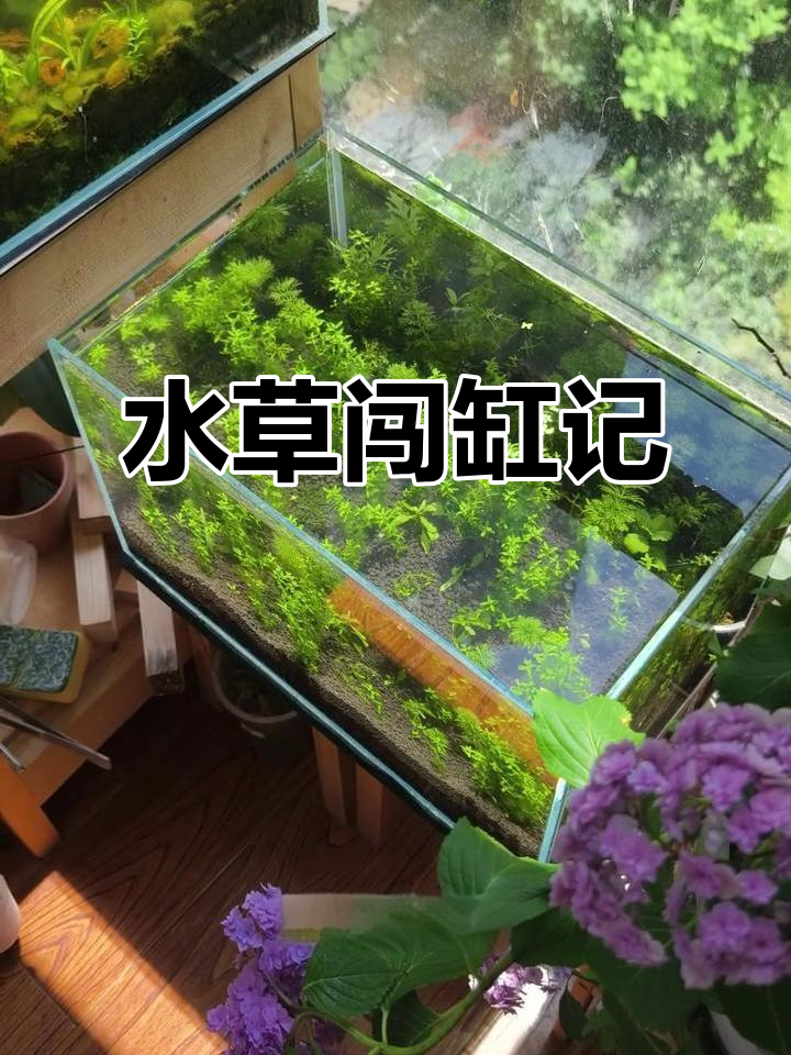 三无鱼缸开启，水草闯缸成功，青鳉活泼可爱