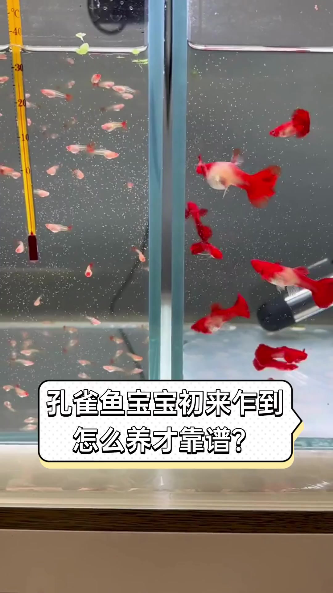 孔雀鱼宝宝初来乍到,怎么养才靠谱?