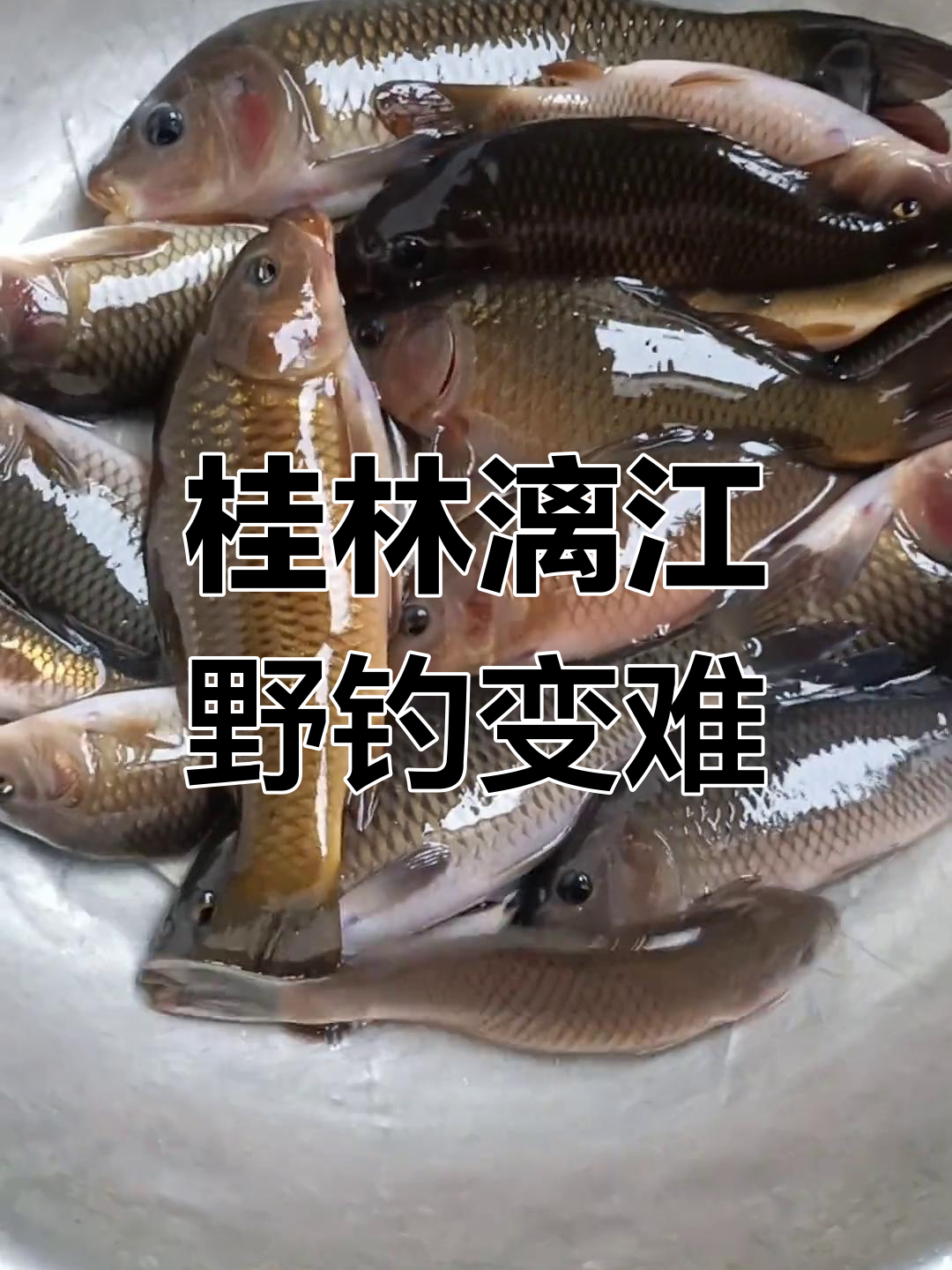 丽江漓江钓鱼难度加大,资源减少