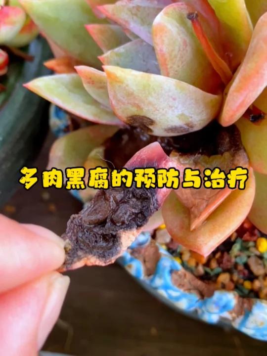 多肉黑腐得预防和治疗