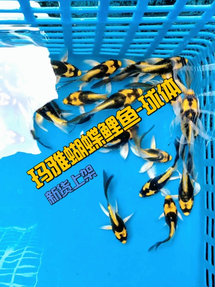 玛雅蝴蝶鲤鱼-球体