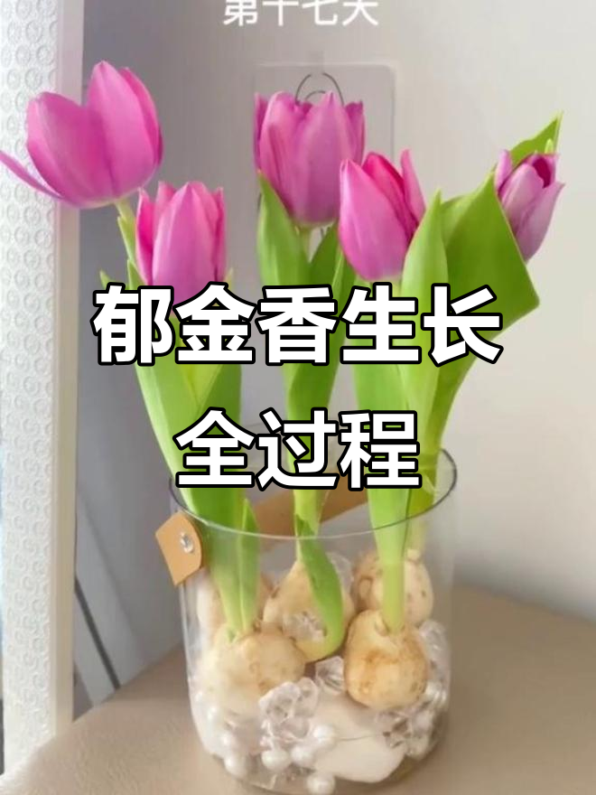 从大蒜到美丽手捧花,郁金香的成长过程太惊艳了