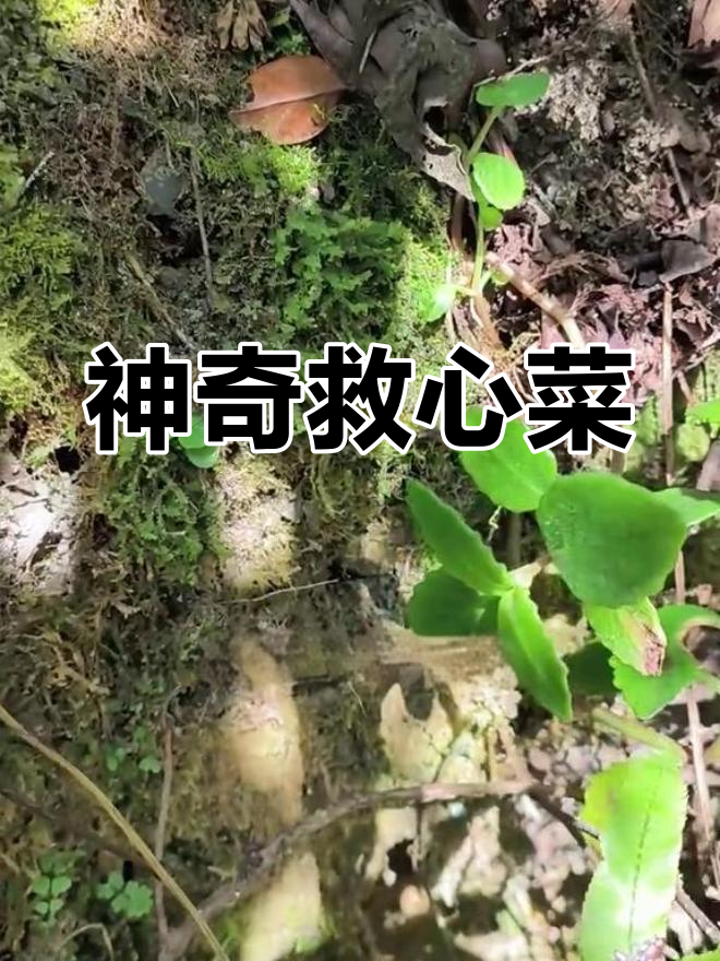 深山发现神秘植物,救心菜:营养丰富、药效惊人