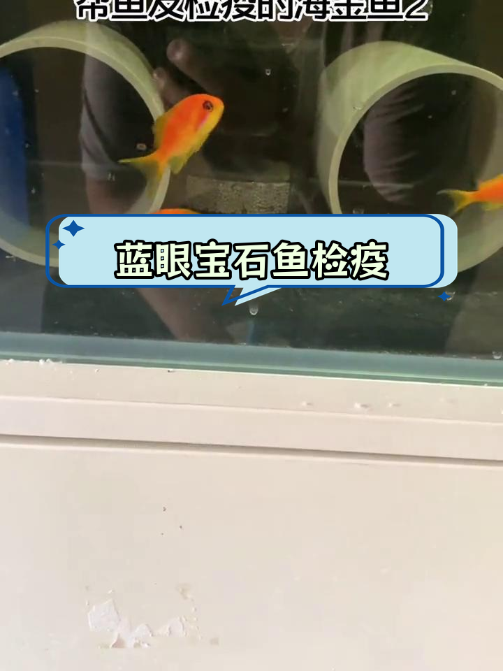马代蓝眼宝石鱼检疫与状态观察