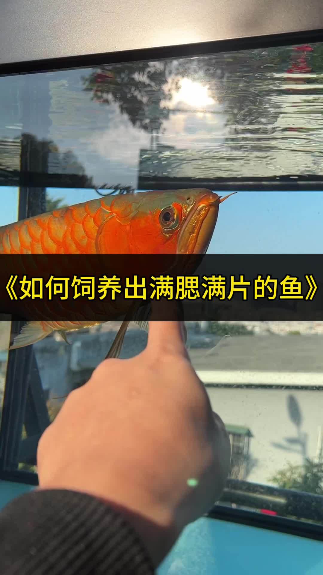 家庭养鱼秘诀,全靠这款护理!观赏鱼 龙鱼 红龙 养鱼日记 龙鱼饲养教程