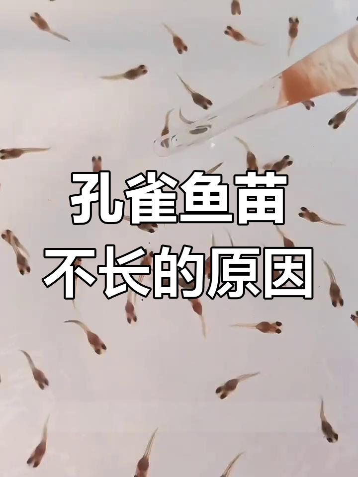孔雀鱼苗长不大?可能是这3个原因!