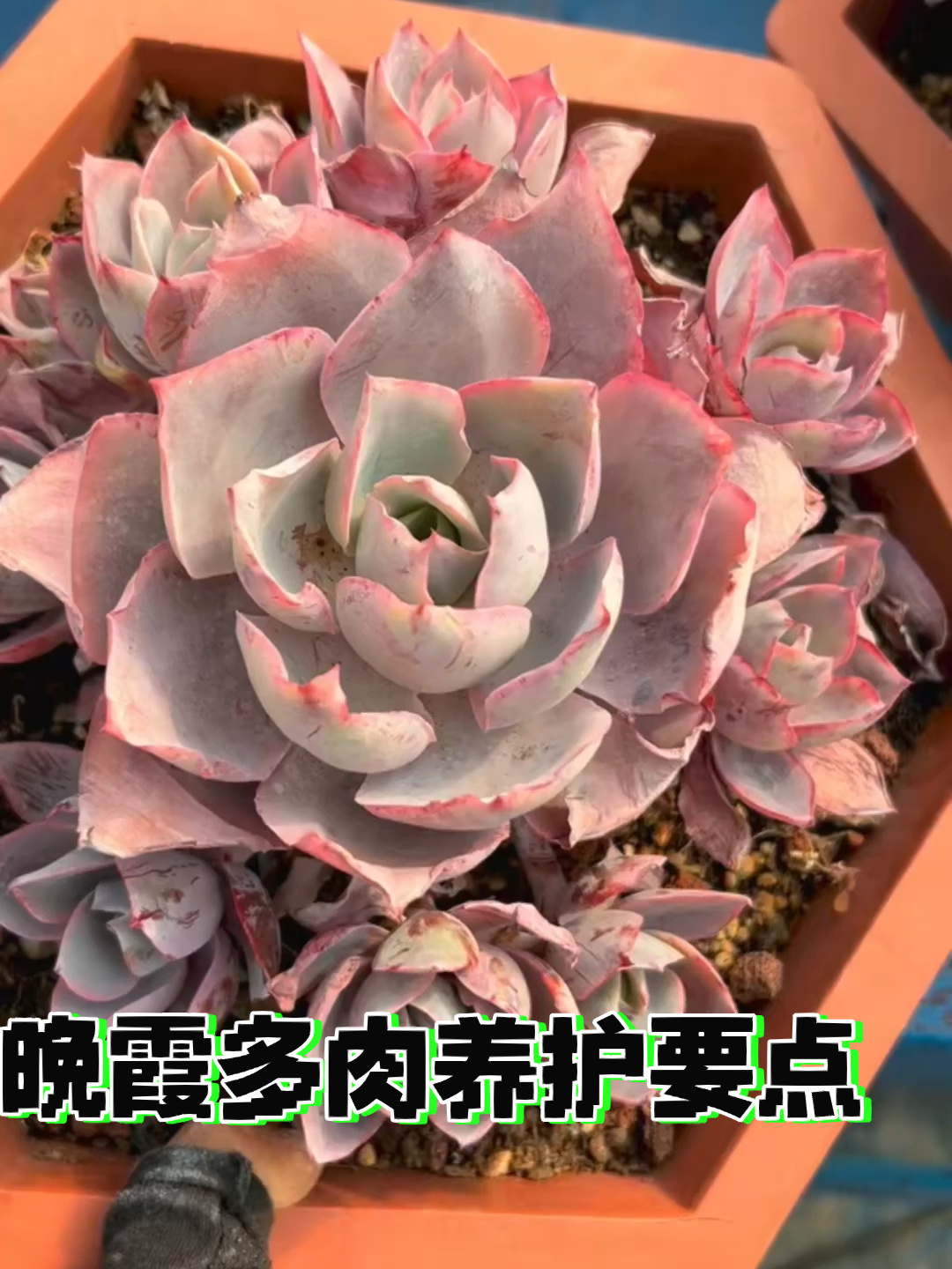 晚霞多肉养护要点新手别错过啦