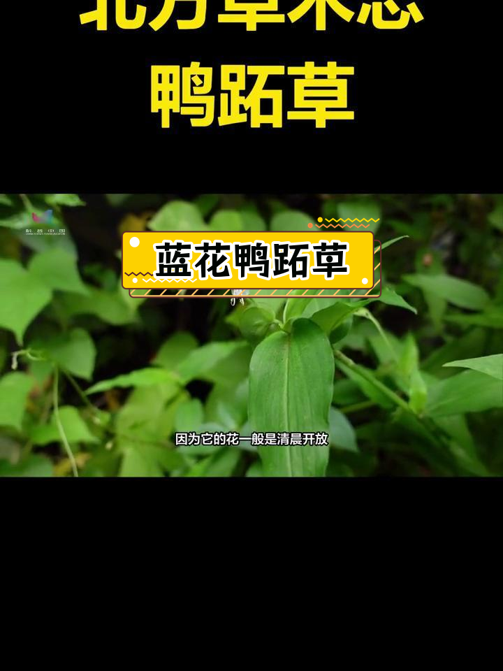 鸭跖草:蓝花与叶的奇妙组合
