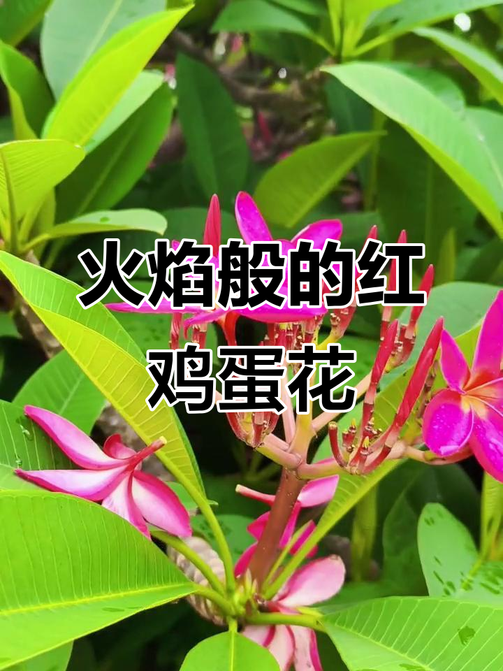 红色鸡蛋花,如火般绽放,瞬间点亮心情,让人陶醉
