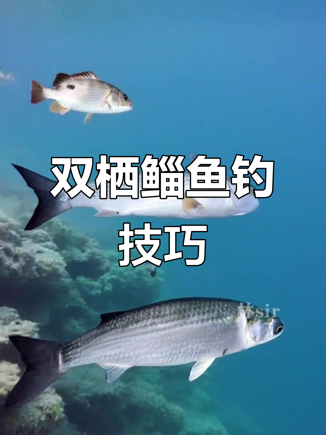 海水淡水双栖鲻鱼钓法揭秘,春季最佳钓鱼时机
