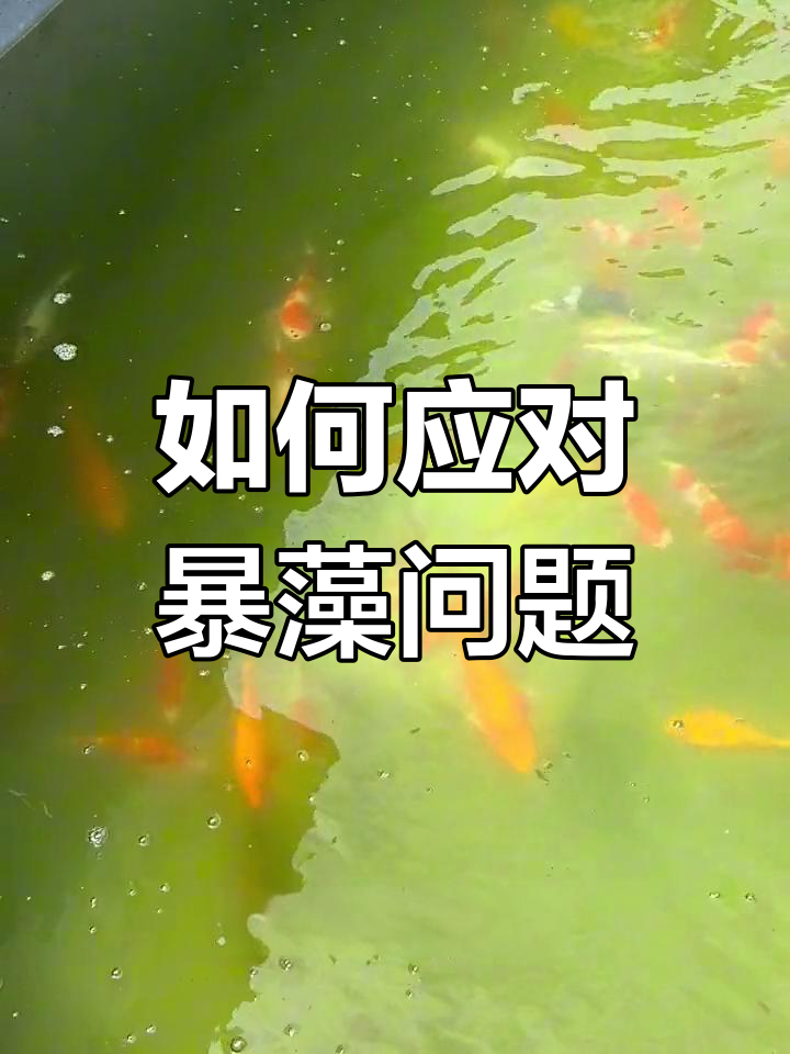 鱼池绿藻爆发怎么办?杀菌灯使用技巧揭秘