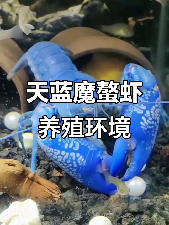 天空蓝魔螯虾饲养全攻略：从缸到躲避屋一应俱全