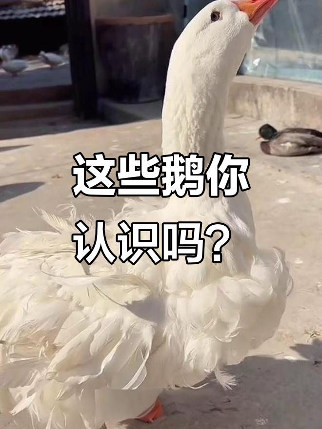 各种鹅大揭秘:从翻毛到火焰,黑天鹅也登场