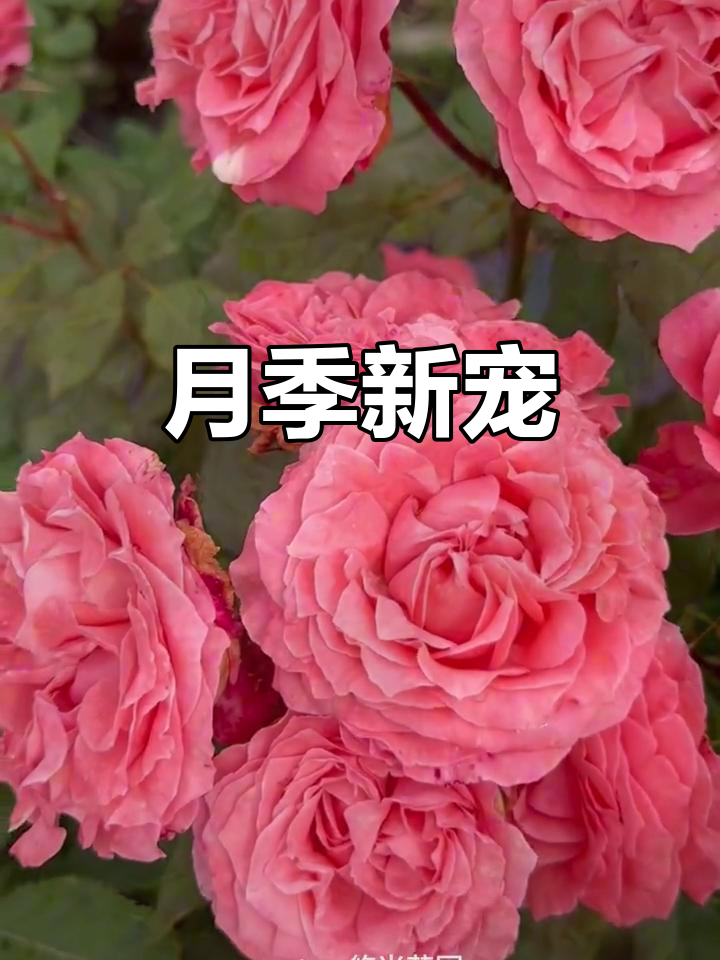 鲑鱼粉月季,耐热又持久,花朵大如珊瑚