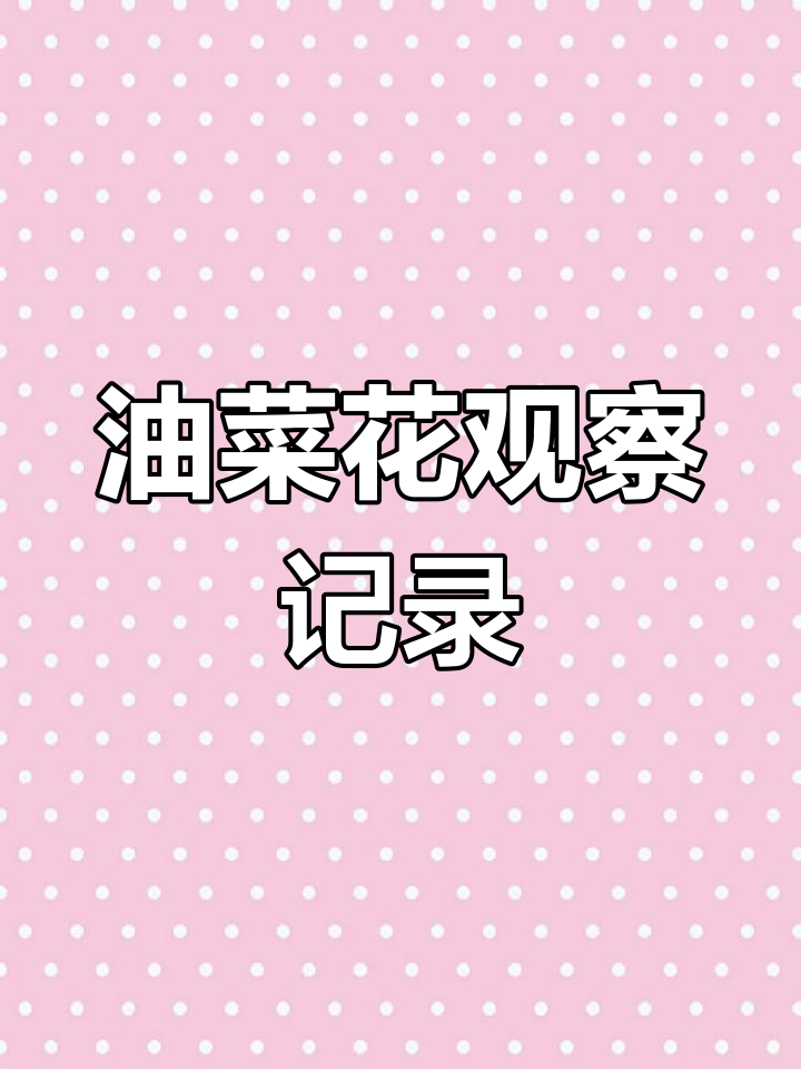 油菜花观察日记:从远到近,触感与香气的变化