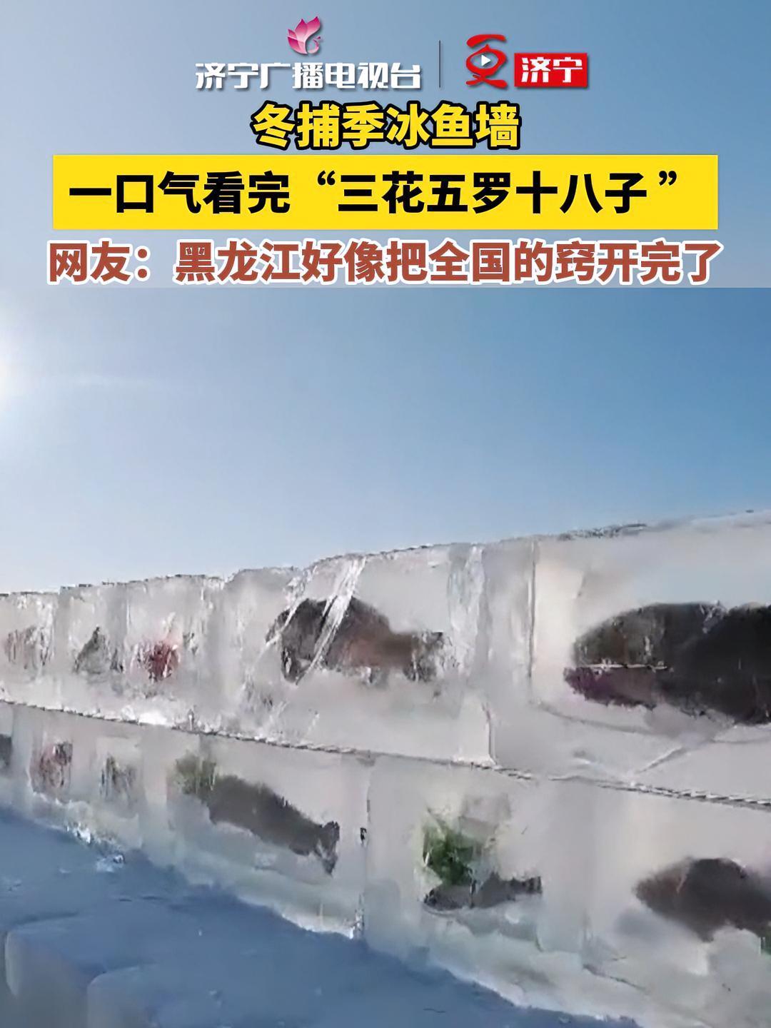 冬捕季冰鱼墙,一口气看完“三花五罗十八子 ”,网友:黑龙江文旅好像把全国的窍开完了