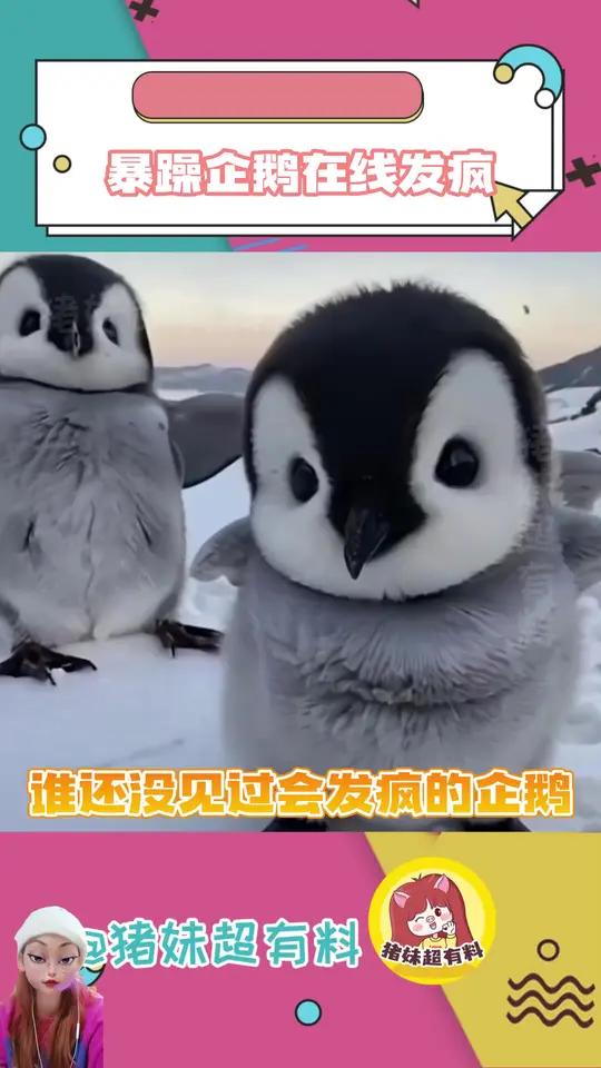 企鹅:说了走不了走不了的呢!