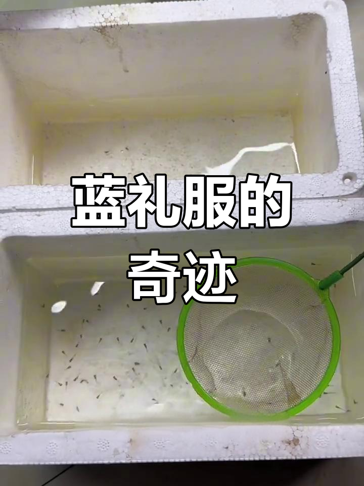 孔雀鱼蓝礼服,每次繁殖数十至上百条小鱼