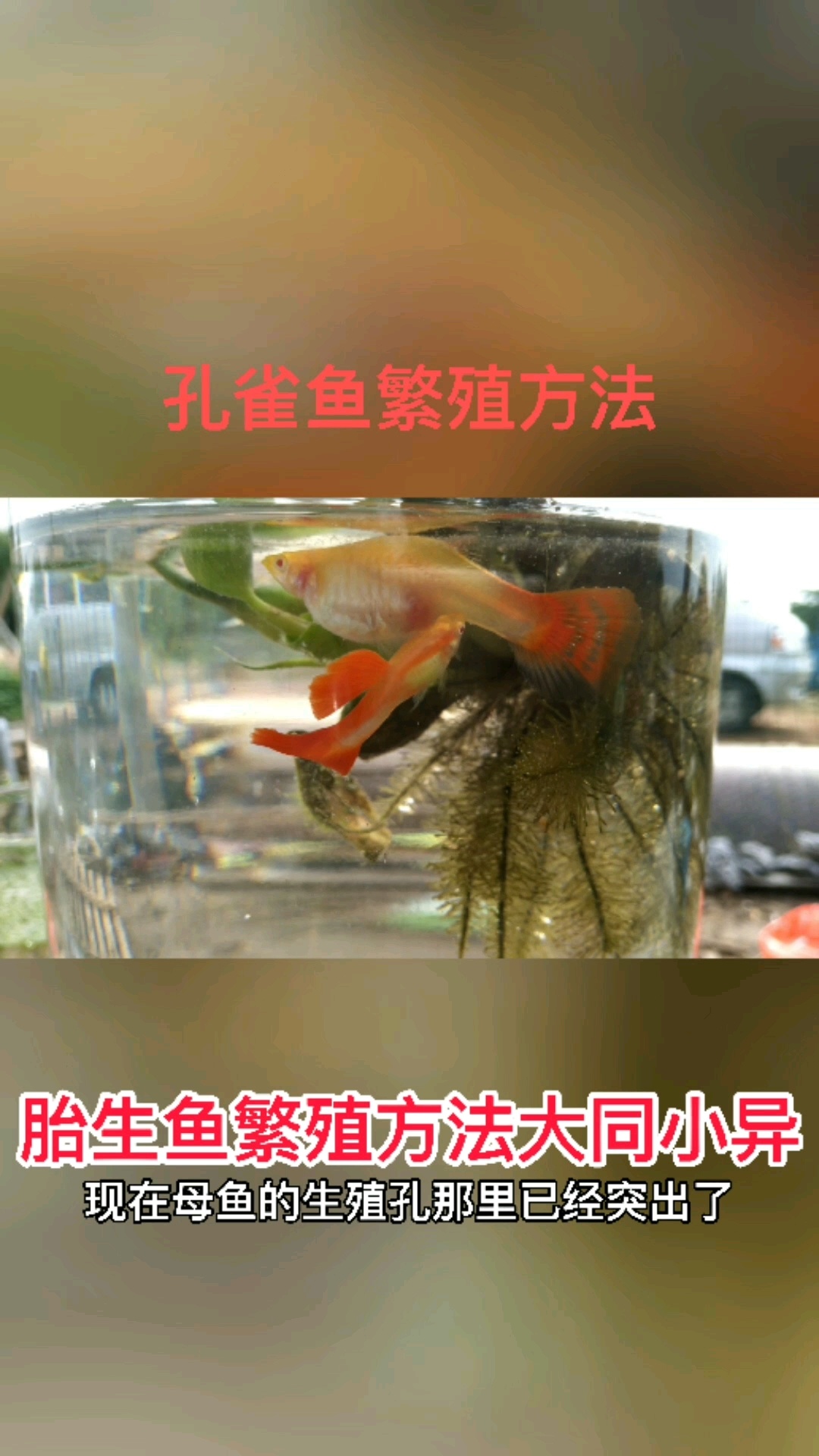 孔雀鱼胎生鱼繁殖教程