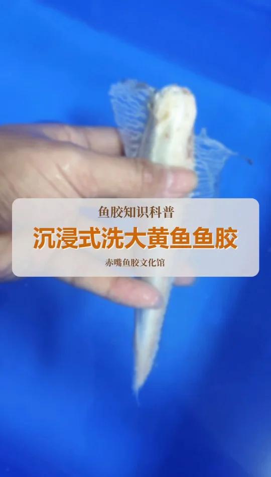 沉浸式清水洗大黄鱼胶