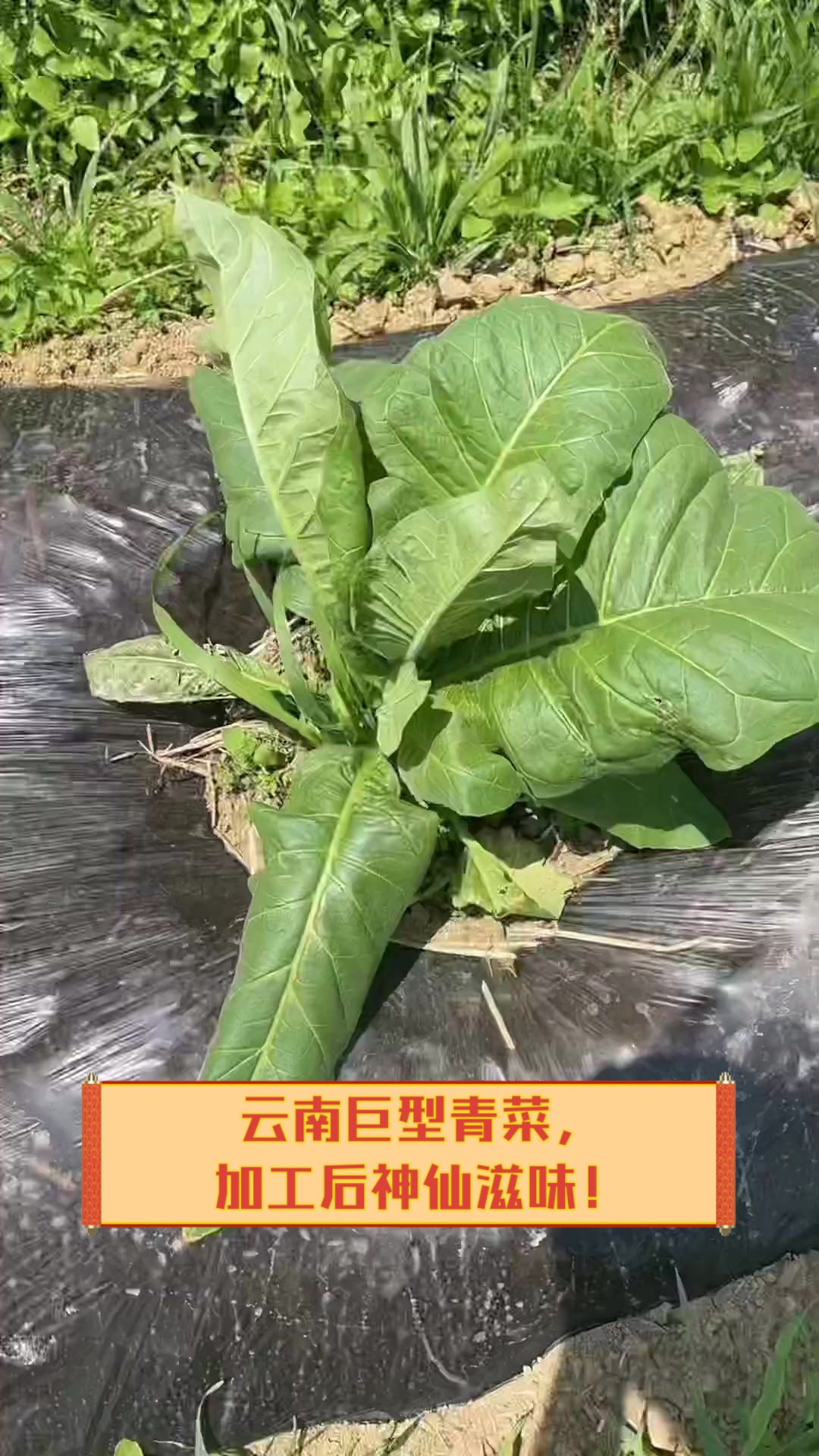 云南巨型青菜，加工后神仙滋味！