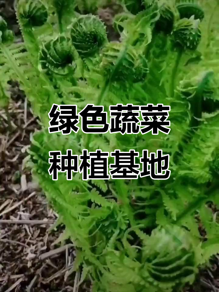 纯天然绿色蔬菜种植基地,健康又环保