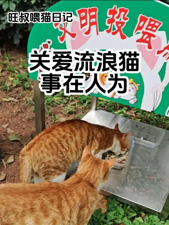 集中回复一下公园设立固定投喂点的问题。昨天视频发出后,很多朋友都表示非常羡慕。说实话,能推