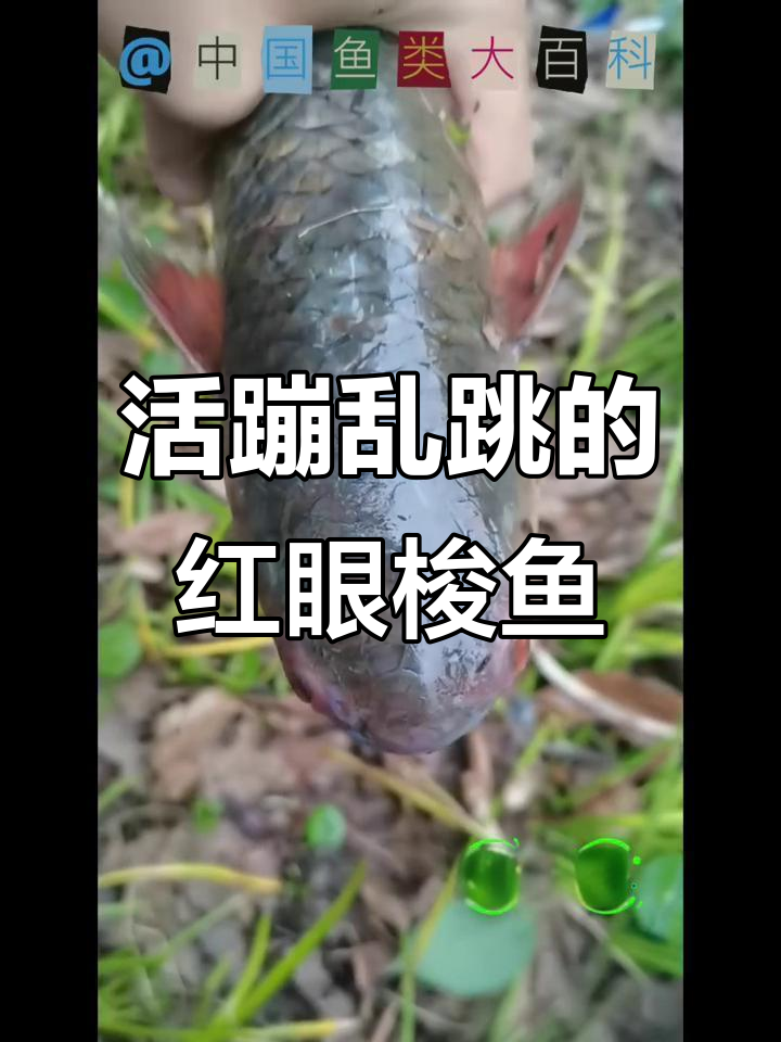 红眼梭鱼:美味又活泼,春季游岸冬季外海