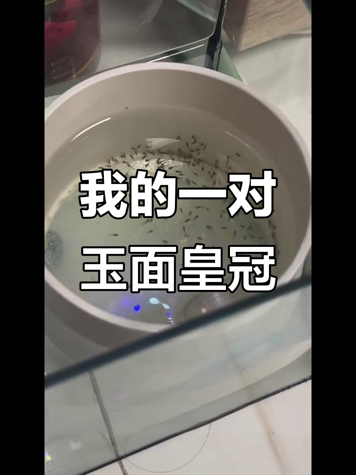 玉面皇冠鱼大揭秘,密集恐惧症慎入!