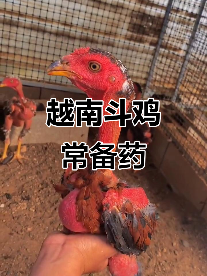 越南斗鸡养殖小秘方:必备药品清单,省钱又治病