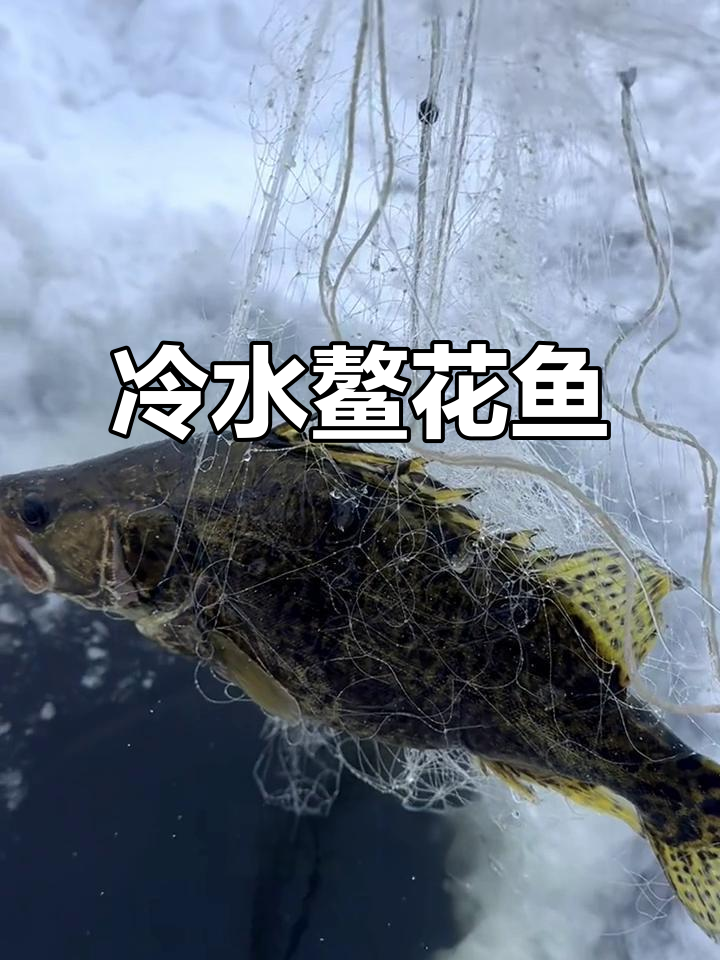 冷水鳌花鱼:淡水之王,美味与营养并存