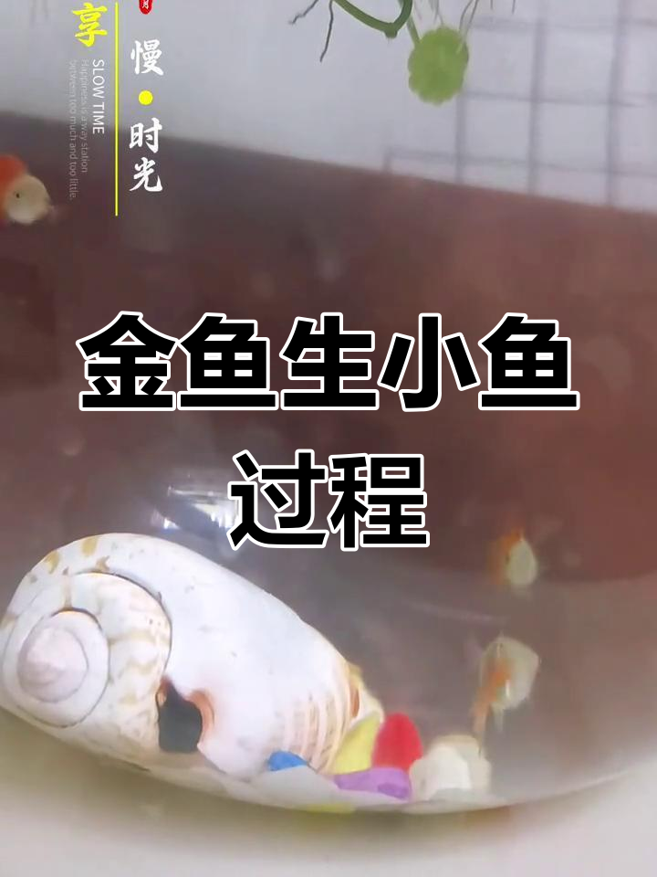 金鱼产卵孵化全过程,小鱼诞生超萌!