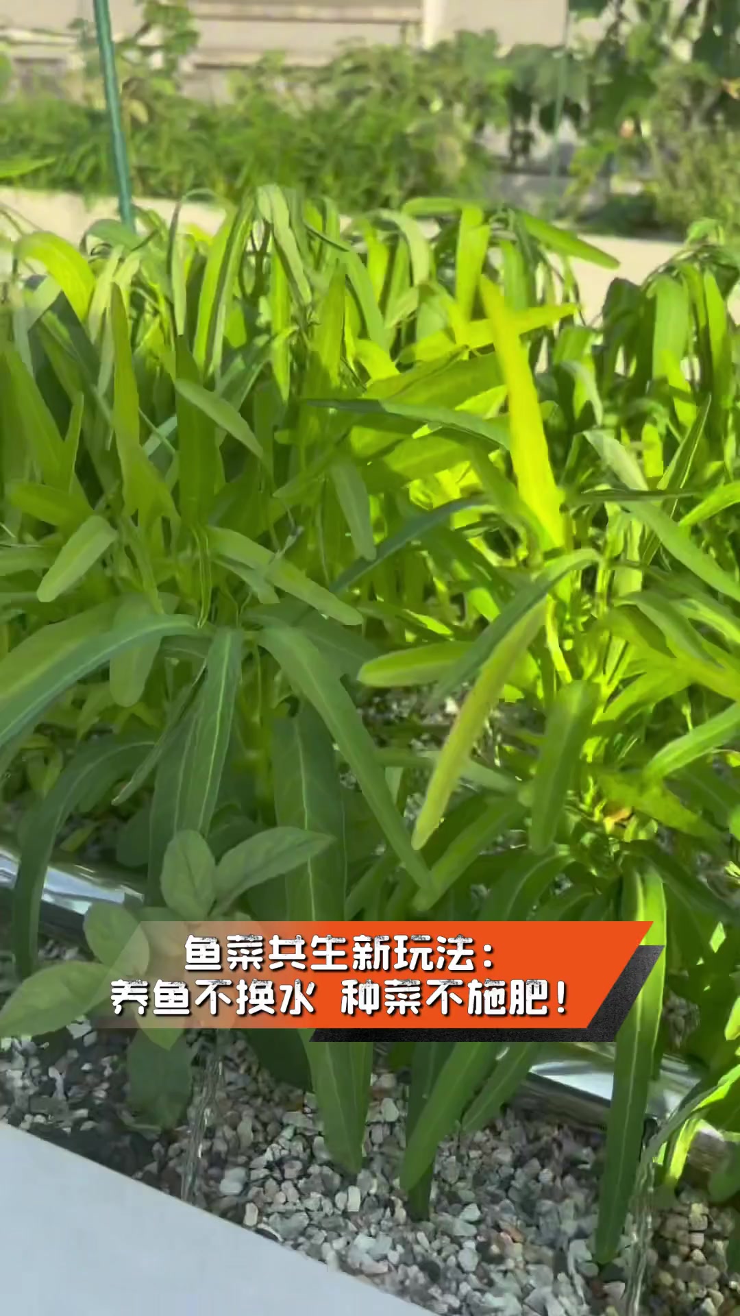 鱼菜共生新玩法:养鱼不换水,种菜不施肥!