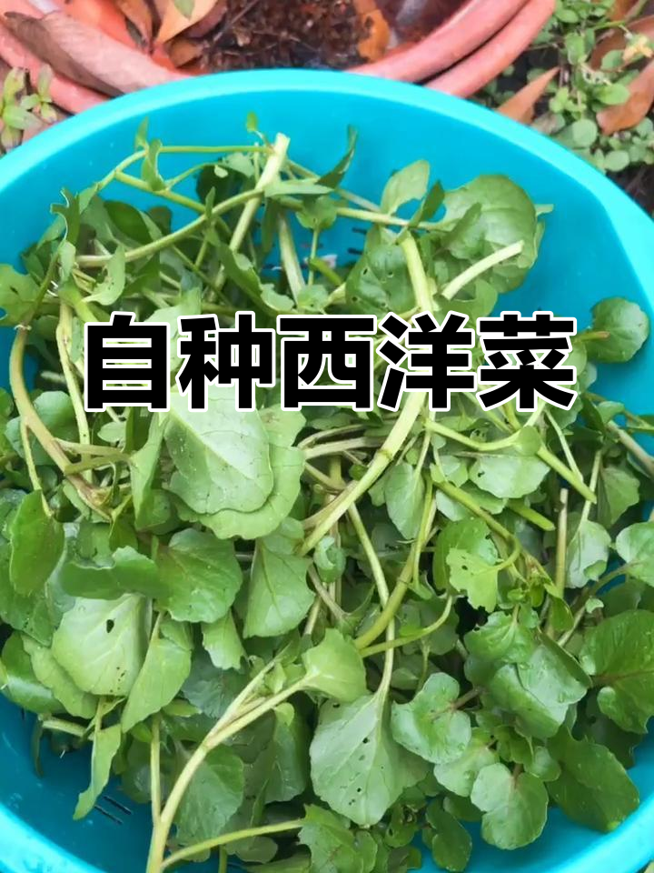 旱地种植西洋菜,浇水就能长,超市买的比不上自家种的!