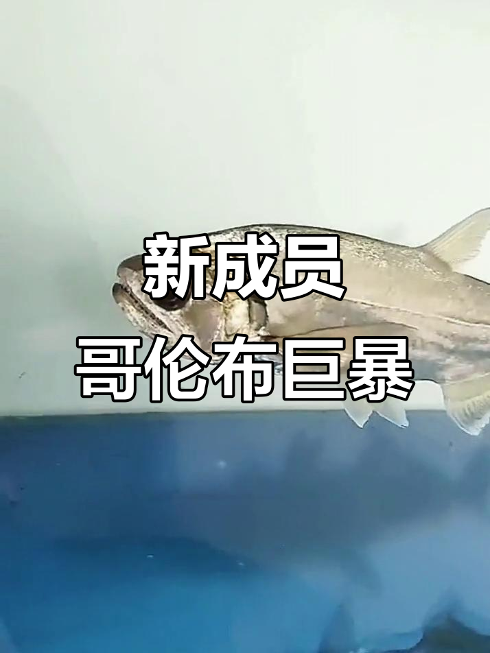 哥伦比亚巨暴鱼到新家,22公分凶猛无比