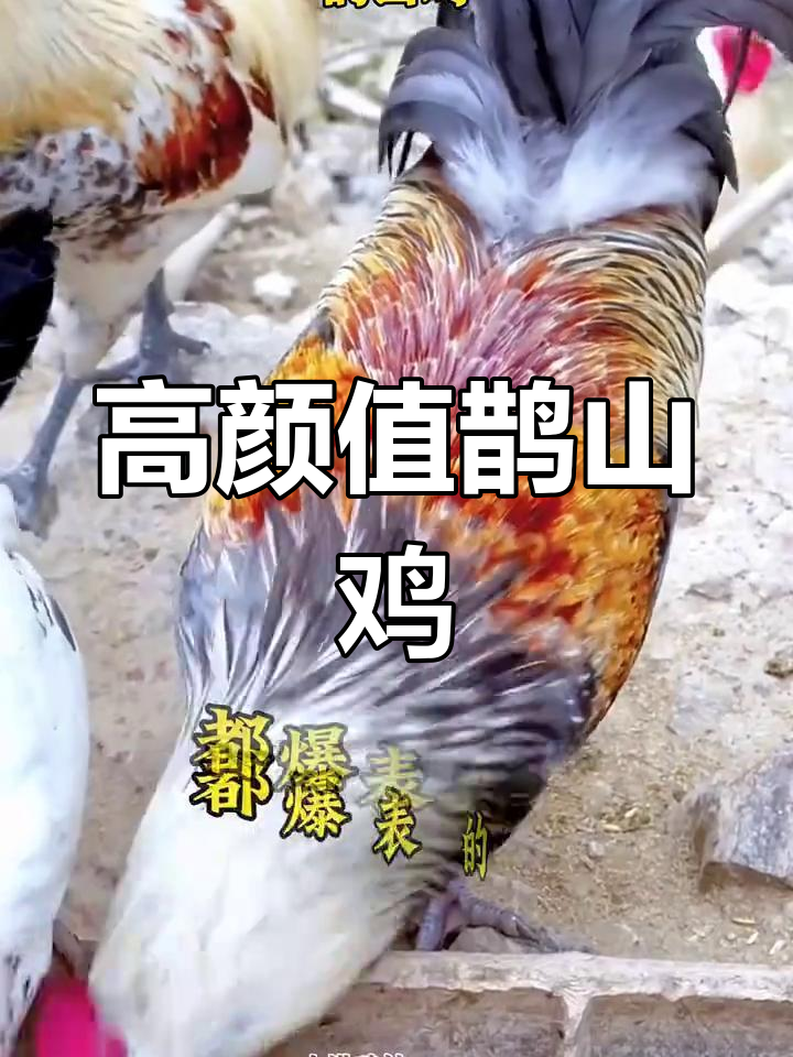 雀山鸡:颜值与美味并存