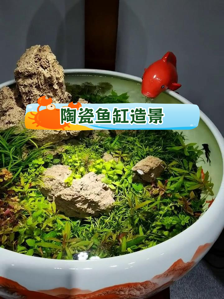 简单鱼缸造景,吸水石与普通草的完美结合