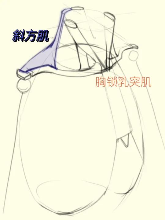 颈部结构如何绘制颈部肌肉结构?