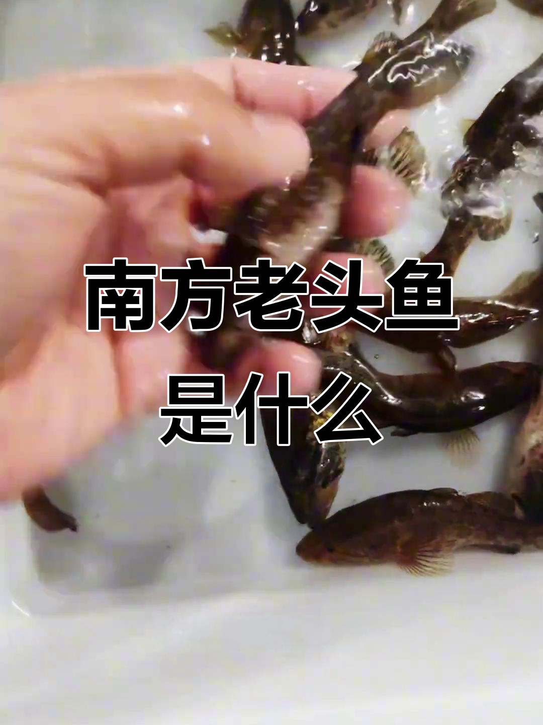 东北叫老头鱼,南方到底叫什么?
