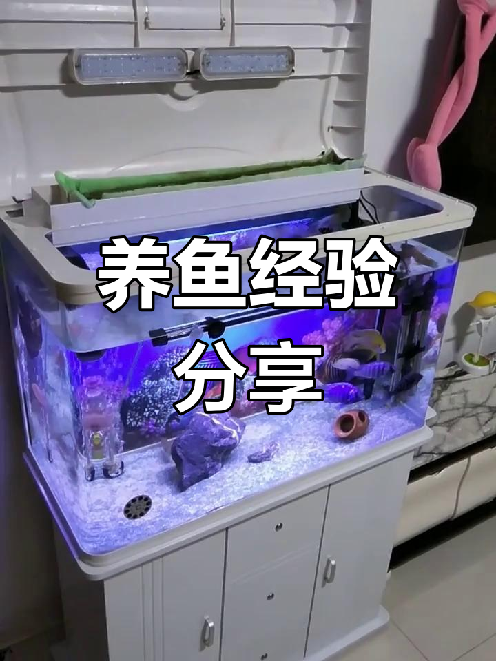 鱼缸消化细菌培养全攻略,掌握这些条件让水质更健康