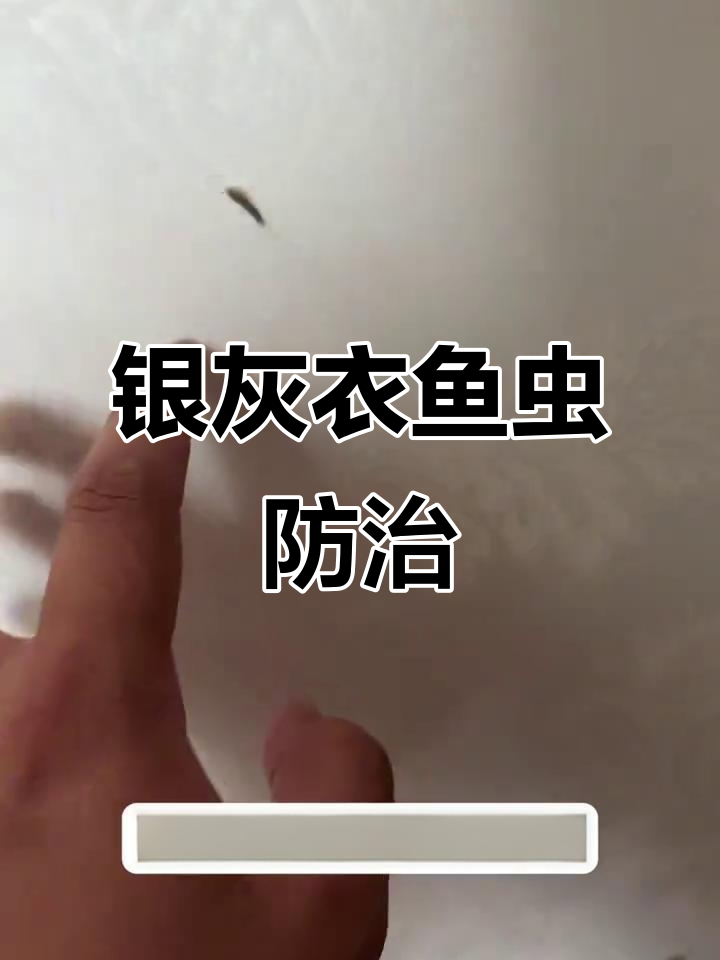 银灰色衣鱼虫滋生，卫生间潮湿环境最易生长