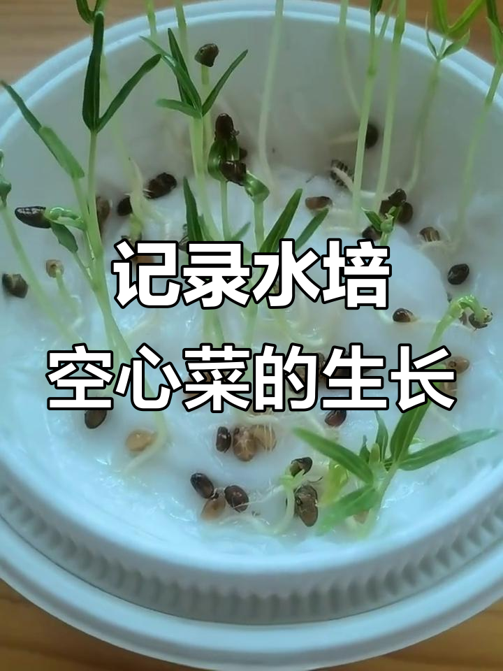 水培空心菜成长全纪录,从播种到收获的每一天