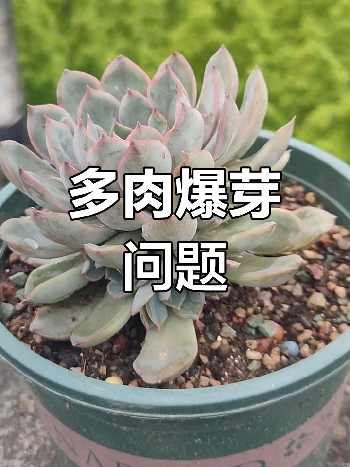 猎户座多肉爆芽猛,侧芽要不要剪掉?