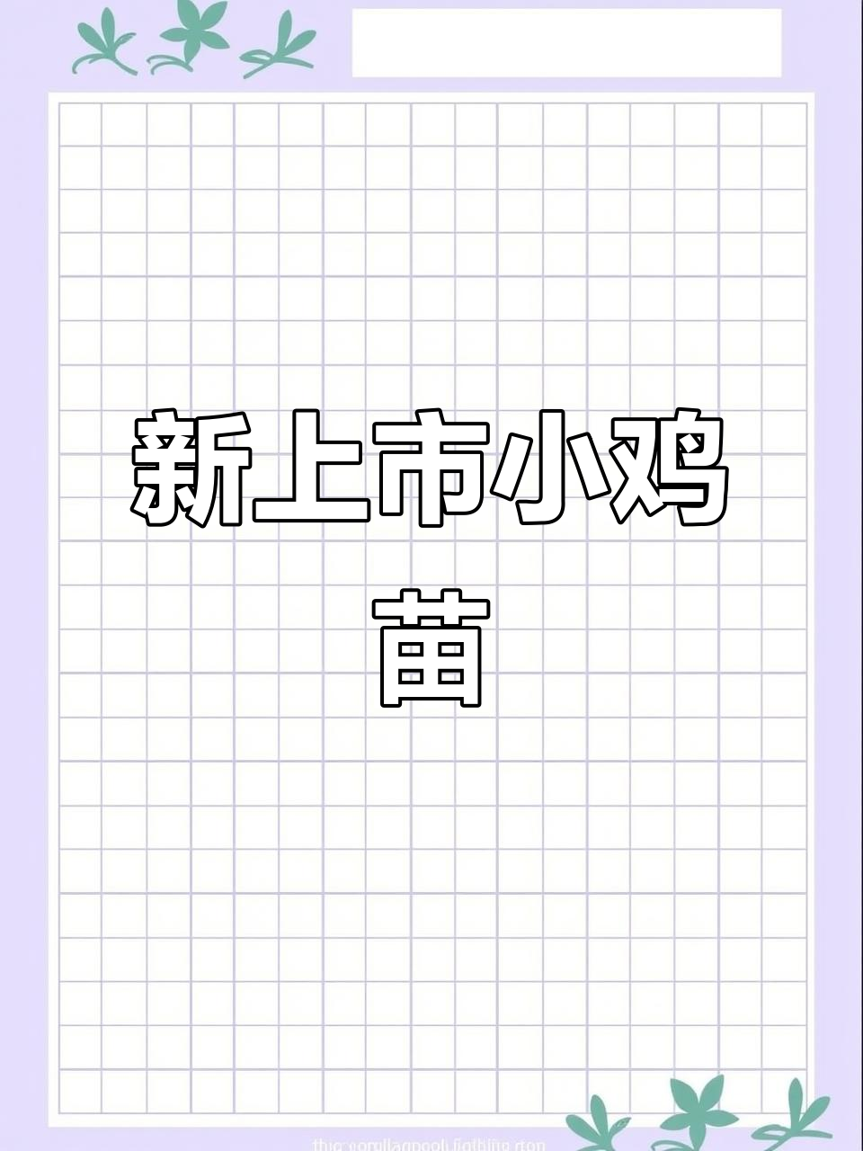 8月18日新上架小鸡苗,双A白肉鸡与麻鸡鹅苗一应俱全